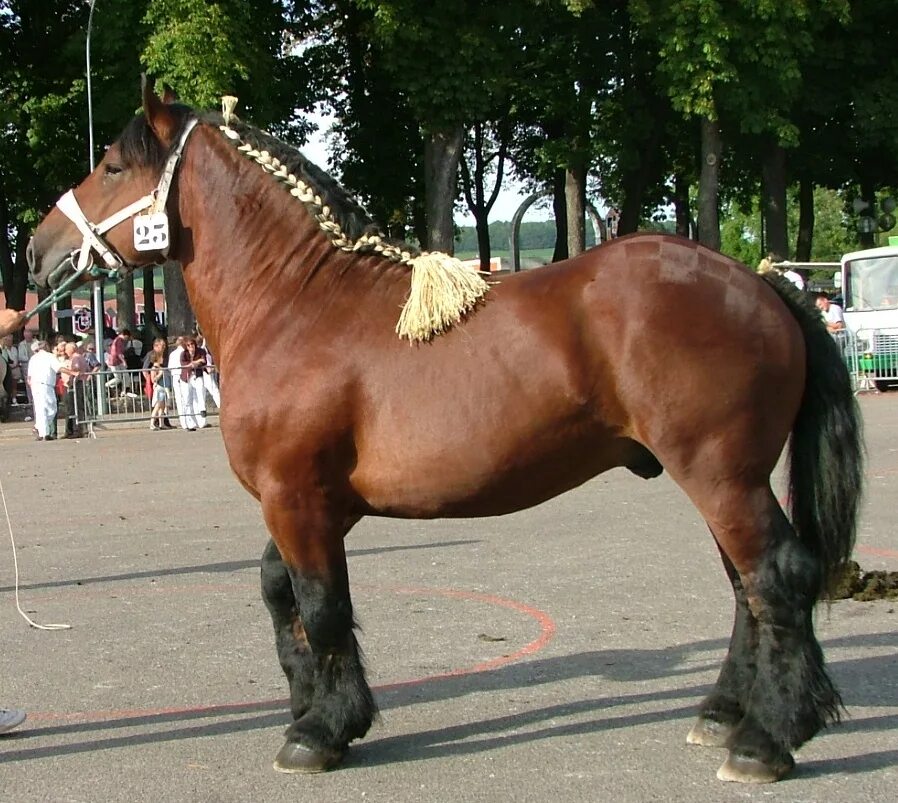 Heavy horses. Ауксуа порода лошадей. Трэйт дю Норд. Ауксуа мясная порода лошадей. Тяжеловоз Бавария.