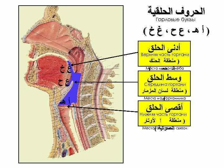 Горловые буквы. Гортанные буквы арабского. Арабские буквы в гортани. Махрадж букв.