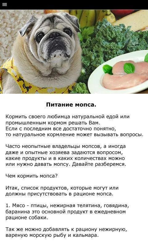 Можно ли мопсам давать
