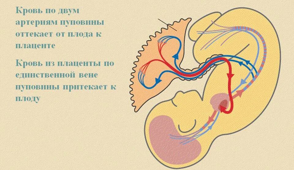 плацента пуповина и плод. белок в моче у беременной. белог в моче при беремности. норма кровотока в пуповине. преимущественная локализация плаценты.