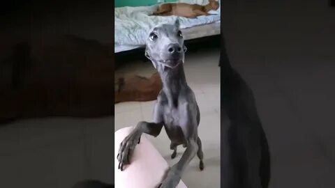 Пес сережа