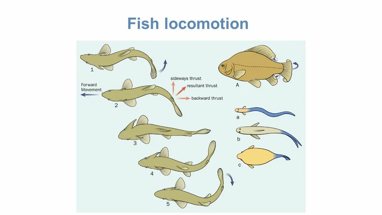 Движение рыб. Передвижение рыб. Передвижение рыбы в воде. Способы передвижения рыб. Передвижение рыб в воде