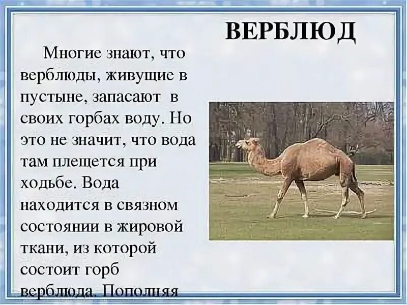 Что у верблюдов в горбах. Что у верблюдов в горбах. Строение горбов верблюда. Что у верблюдов в горбах. Зачем верблюду горб.
