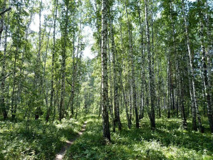 Красноярск березово. Дом купца добровольского в березово. Березово-муравьиная роща в красноярском крае. Ачинск роща березовая роща. Красноярск березово.