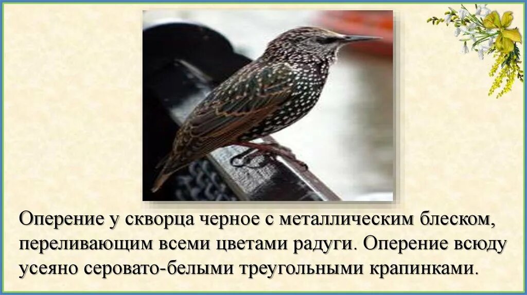 Куприн скворцы читать краткое. Скворец презентация. план скворцы. рассказ скворцы. куприн скворцы иллюстрации.