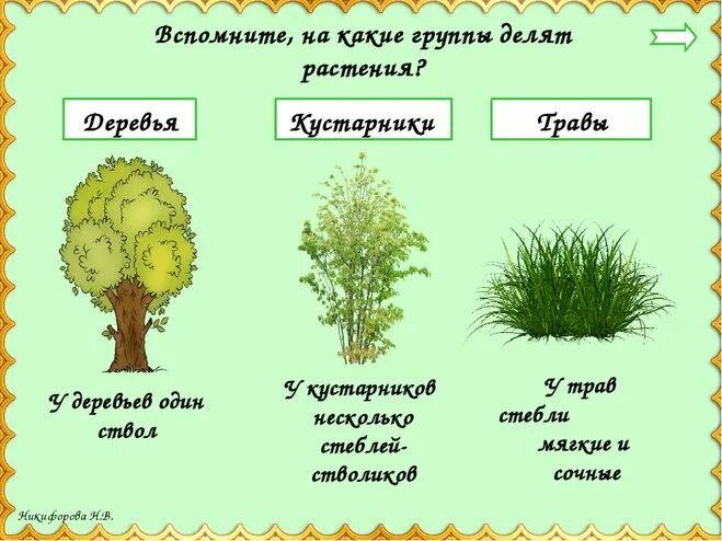 Окружающий мир названия групп. Деревья кустарники травы. Деревья, ку, тарники, травы. Дерево кустарник травянистое растение. Группы деревья кустарники травы.