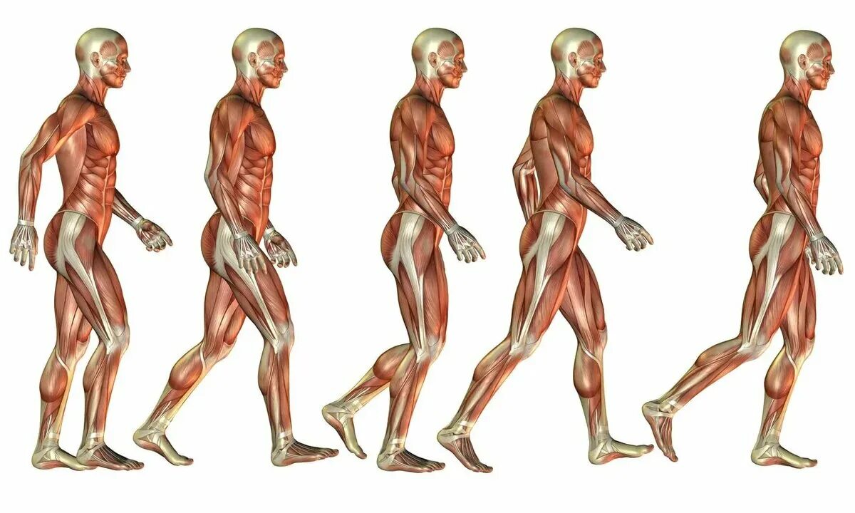Задняя походка. Мышцы человека в движении. Мышцы человека при ходьбе. Анатомия ходьбы человека. Мышцы задействованные при ходьбе.