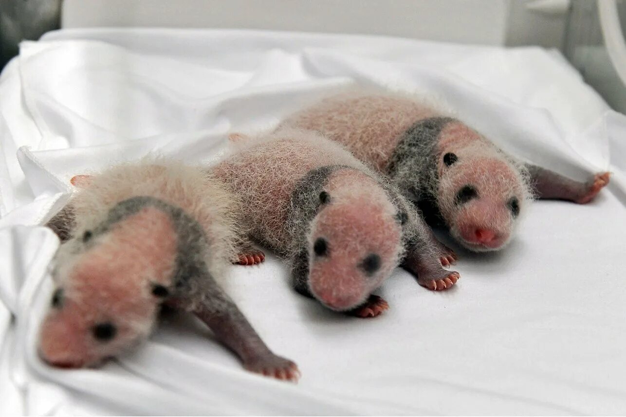 Панда сколько детенышей. Панда с детёнышем. Новорожденные панды. Детеныш панды при рождении. Какие Детеныши рождаются у панды.