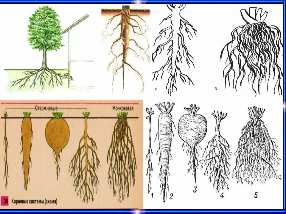 Типы корневых систем стержневая и мочковатая. Растения с разными корневыми системами. Корневая система. Стержневой корень.