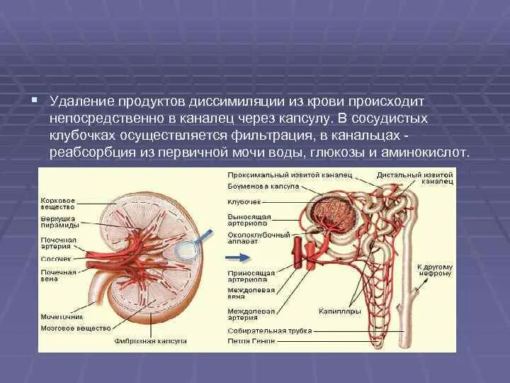 Капиллярный клубочек почечная лоханка почечный каналец. Строение почки клубочки канальцы. Клубочки почек. Фильтрация крови происходит в. Строение клубочка почки человека.