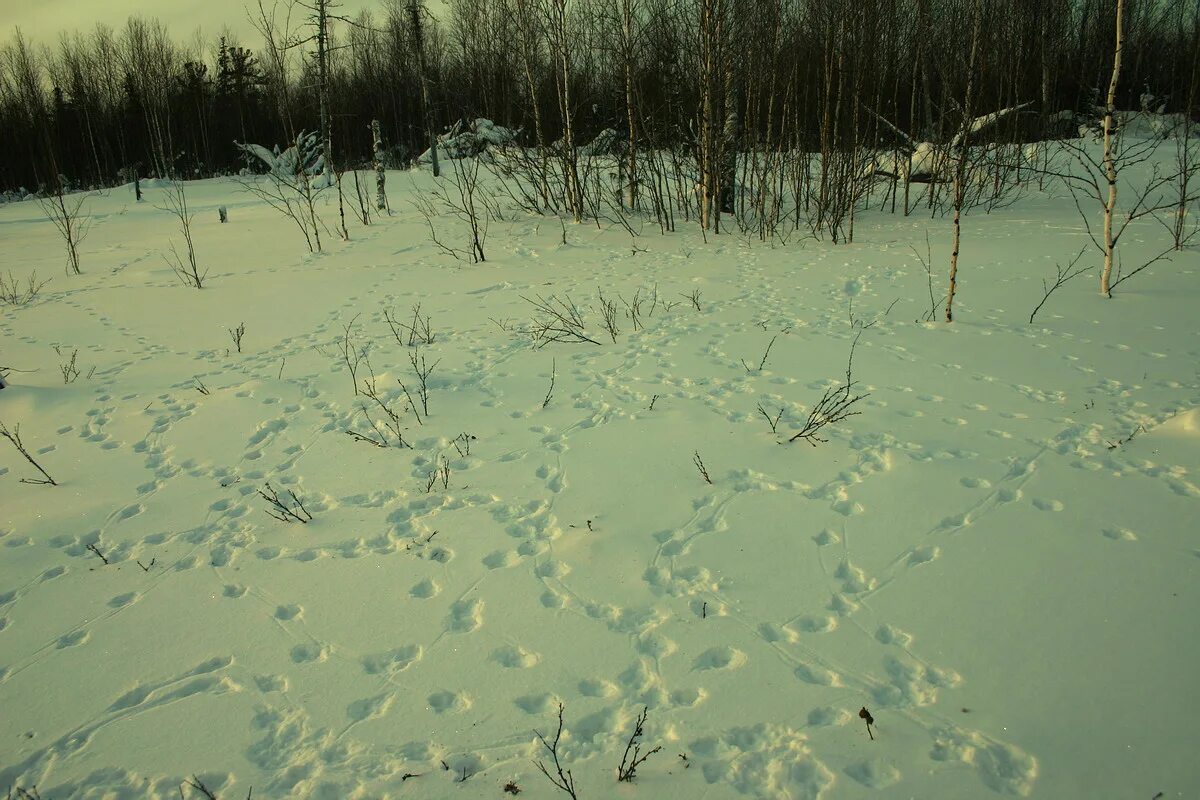 Зима следы на снегу. Следы животных в зимнем лесу. Следы в лесу зимой. Следы животных на снегу. Зимние следы.