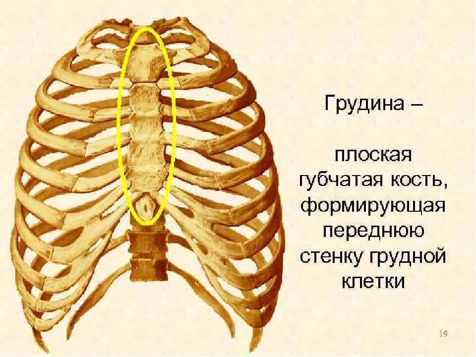 Строение грудины. Скелет грудной клетки анатомия. Верхняя апертура грудной клетки анатомия. Строение ребра. Грудная клетка строение анатомия.