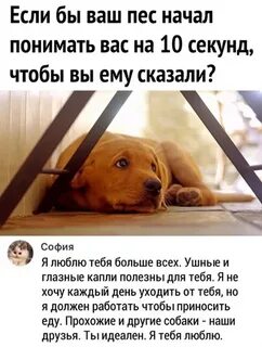 Пса начинает