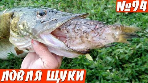 Щука съела окуня