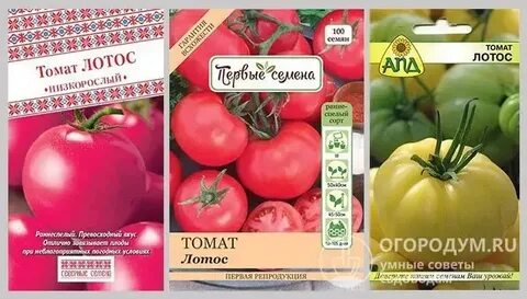 Томат лотос