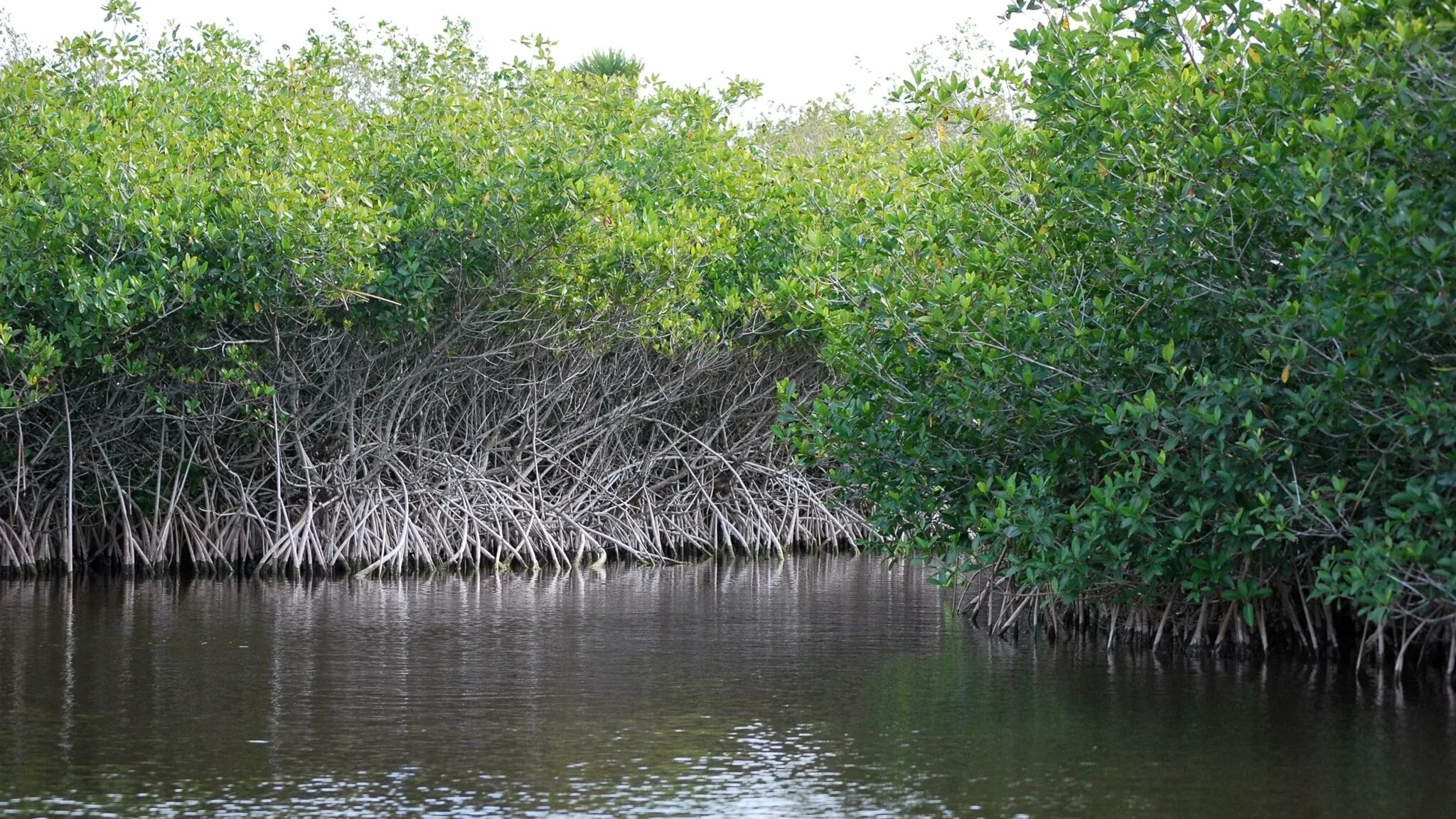 Где найти мангровое дерево