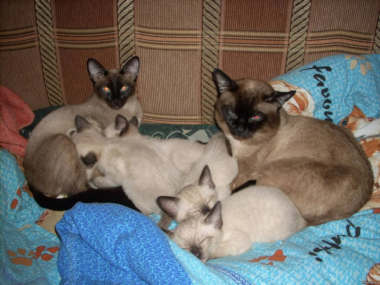 Смесь сиамской кошки. Сиамский котенок 2 месяца. Тайские кошки котята помесь. Метис тайской кошки. Сиамский кот метис.