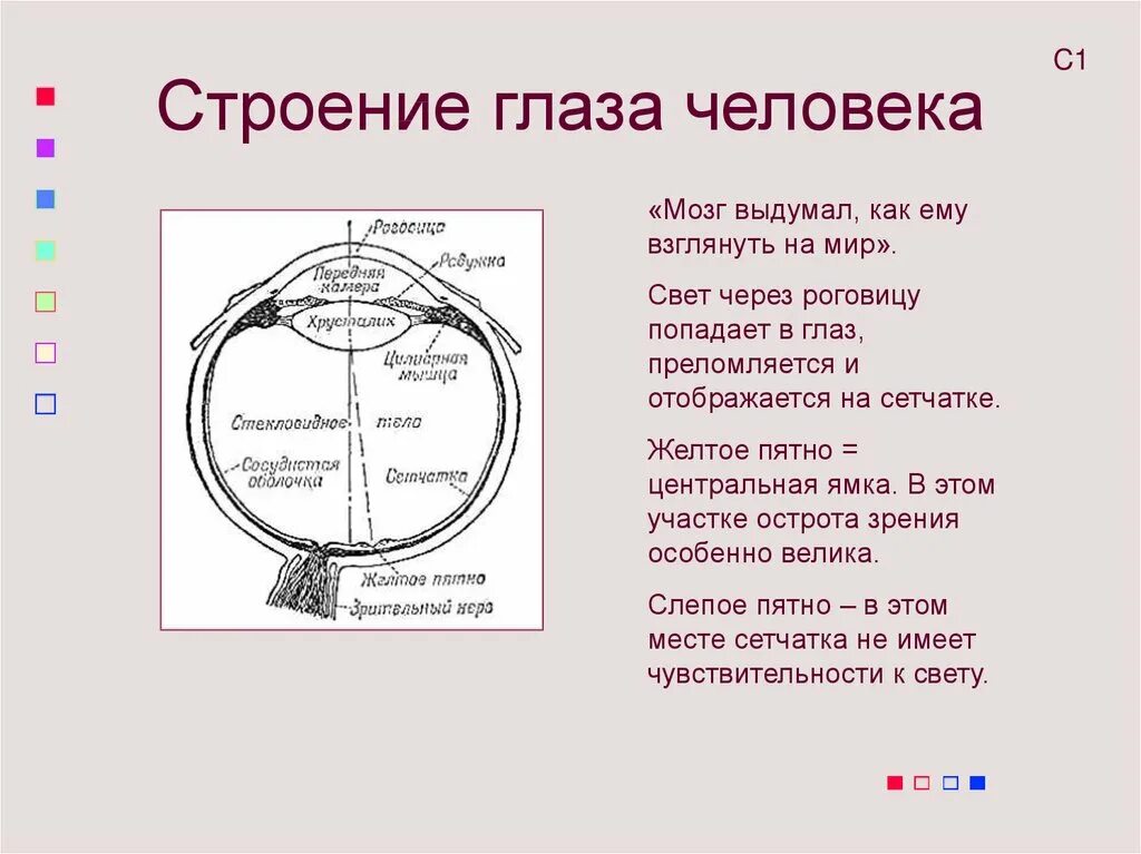 Строение желтого пятна глаза. Строение глаза человека желтое пятно. Строение глаза Центральная ямка. Центральная ямка и желтое пятно. Строение желтого пятна.