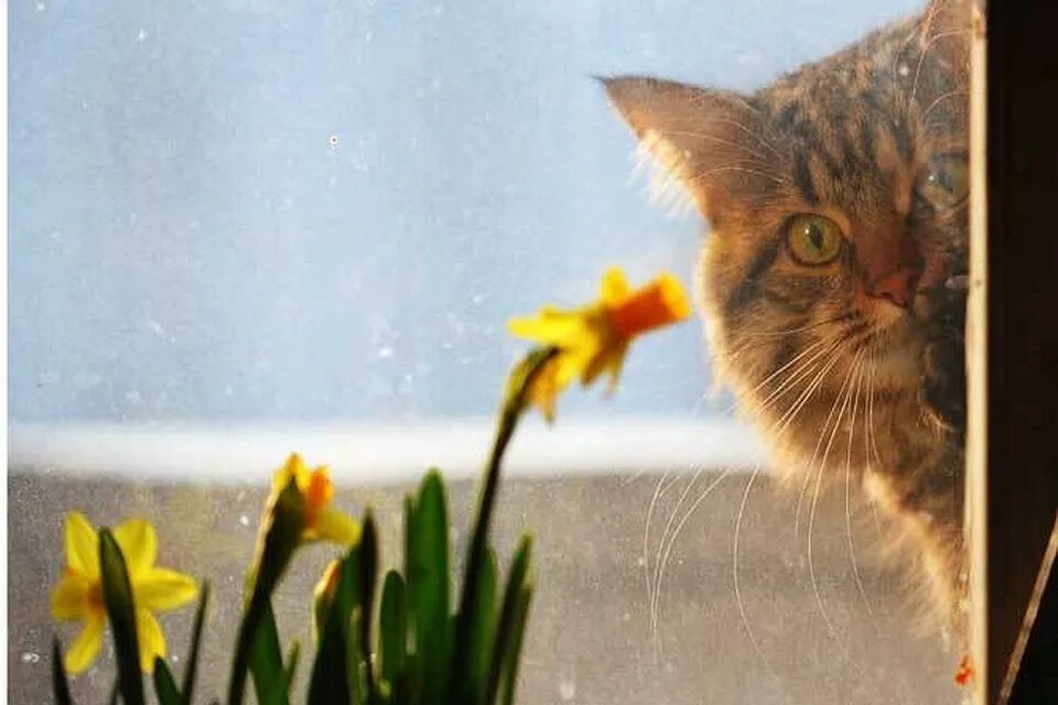 Кот ждет весну. Весенний кот нюхает воздух. Кот радуется весне лету. Котик радуется весне.