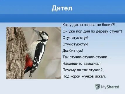 Клюв дятла описание