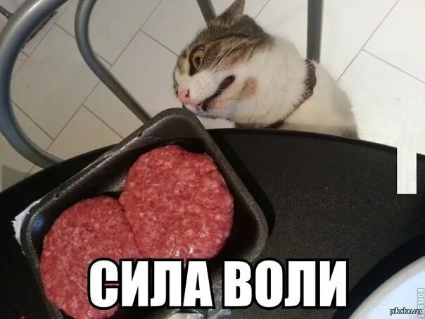 Сила воли не работает. Сила воли кот. сила воли юмор. сила воли картинки прикольные. приколы про силу воли в картинках.