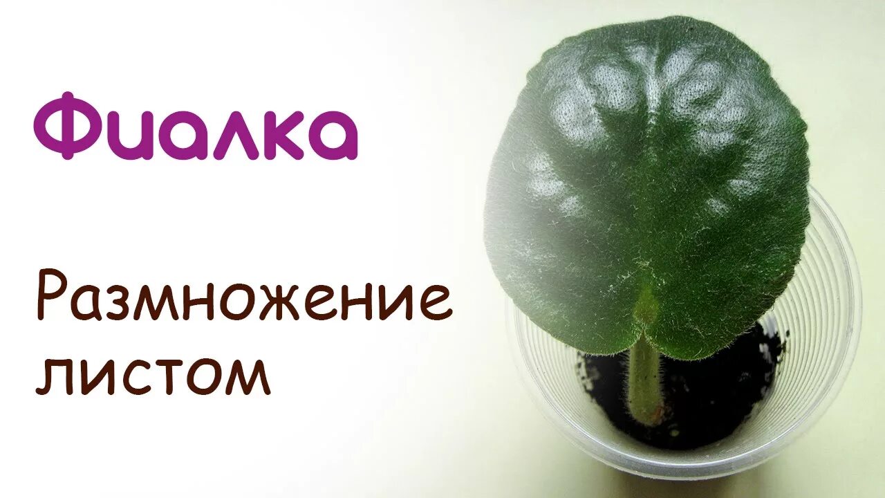 Как правильно посадить фиалку