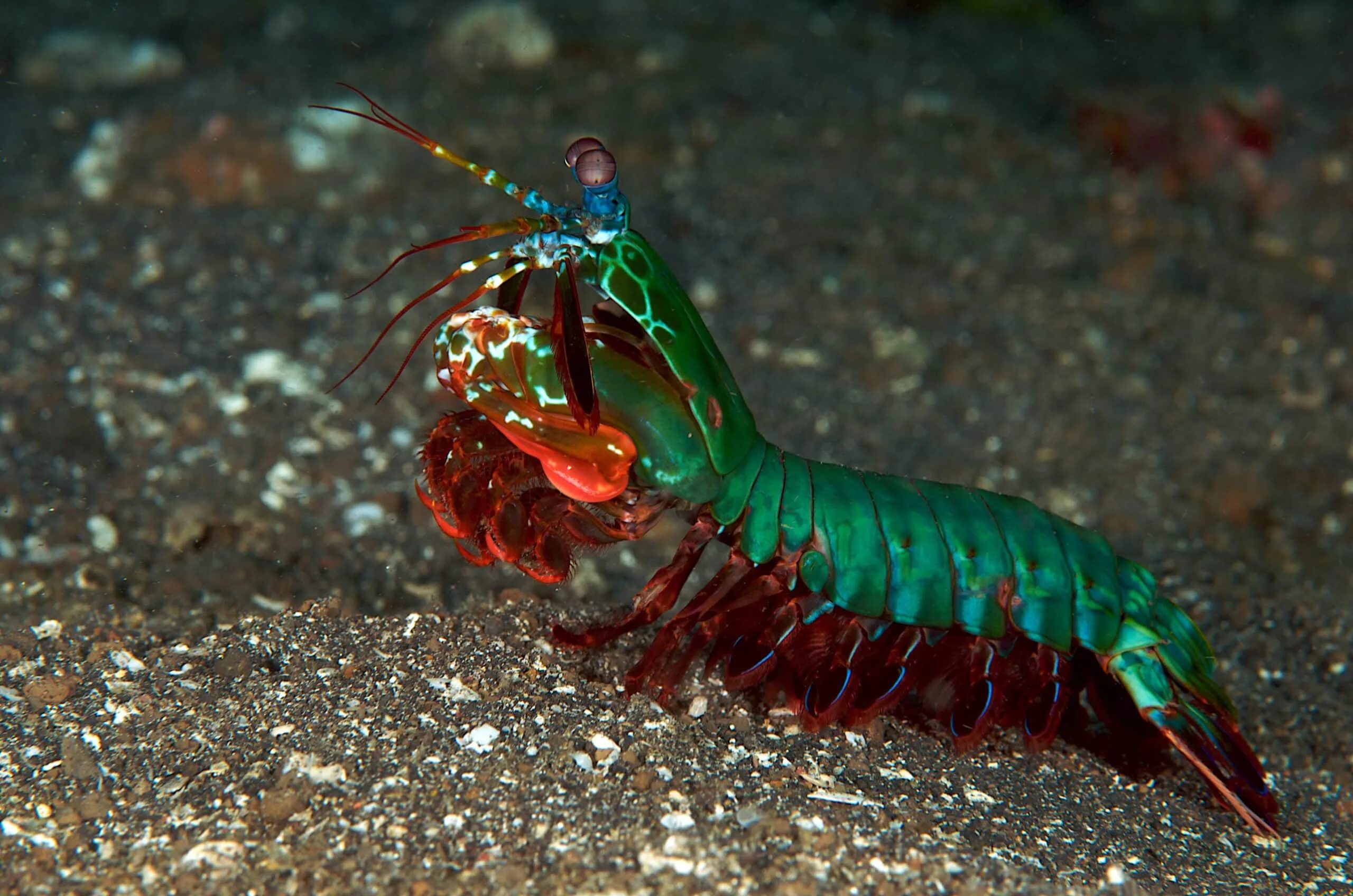 Рак морское животное. Рак морское животное. Рак морское животное. Омары и лангусты. Флоридский лангуст.