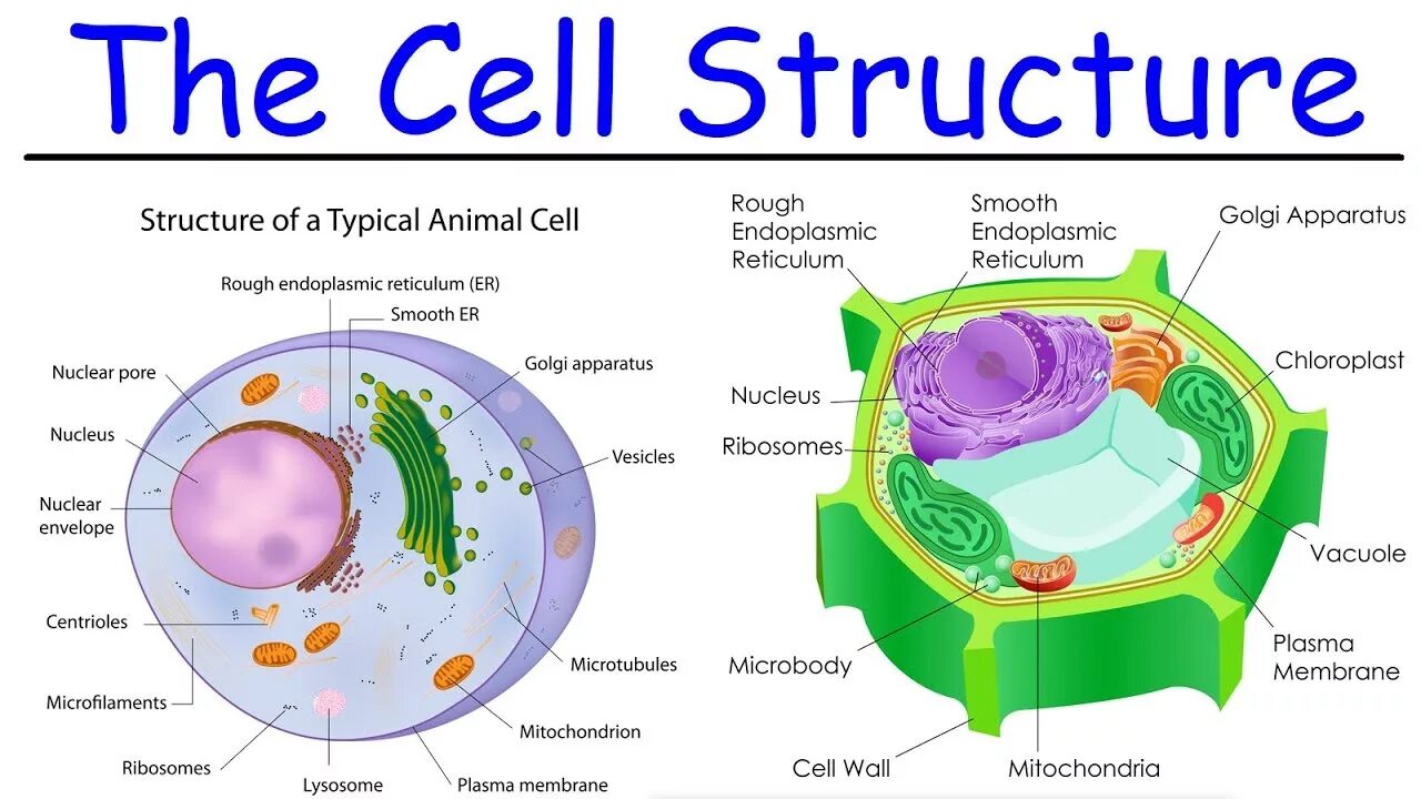 J cell biol. Cell structure. клетка the cell. animal cell structure. цитология строение клетки.
