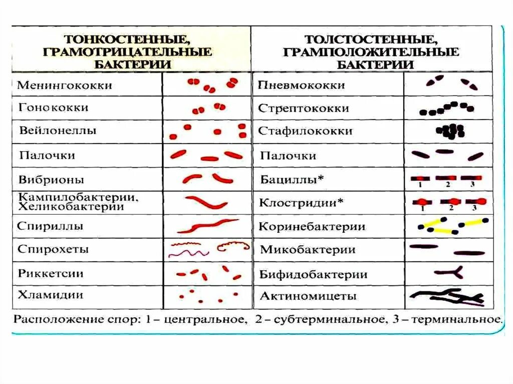 Таблица болезнетворные бактерии. Классификация бактерий стафилококк. Классификация грамотрицательных бактерий. Классификация бактерий по тинкториальным свойствам. Морфологические и тинкториальные свойства бактерий методы окраски.