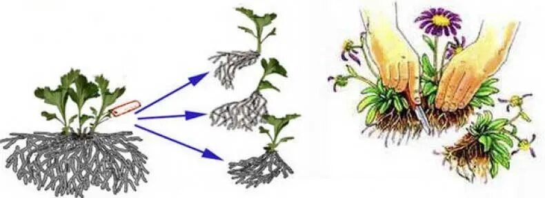 Побег хризантемы. Хризантема мультифлора деление куста. Черенкование хризантемы мультифлора. Мультифлора Хризантема размножение делением куста. Укоренить черенки хризантем.