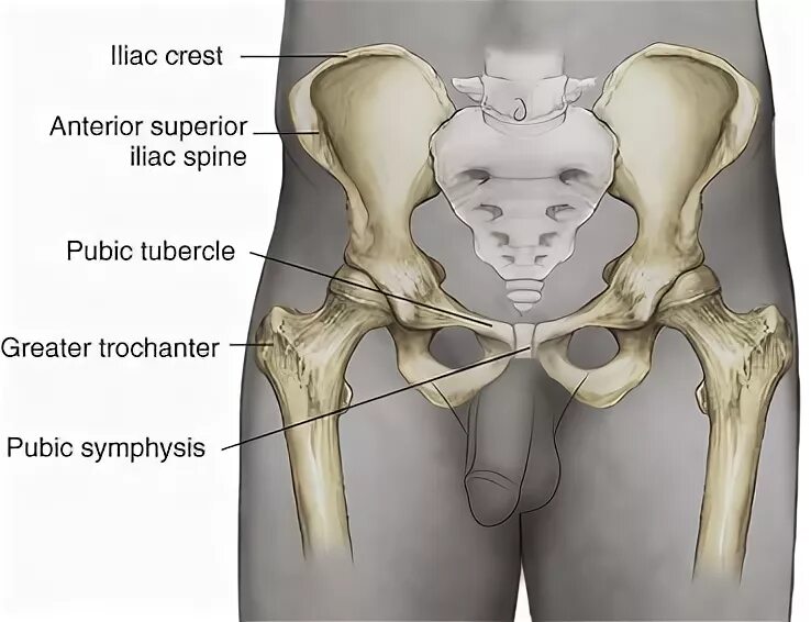 Лобковая кость у мужчин