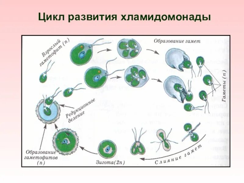 Какое поколение у водорослей. Цикл воспроизведения хламидомонады. Жизненный цикл хламидомонады ЕГЭ. Цикл хламидомонады схема. Цикл развития водоросли хламидомонады.