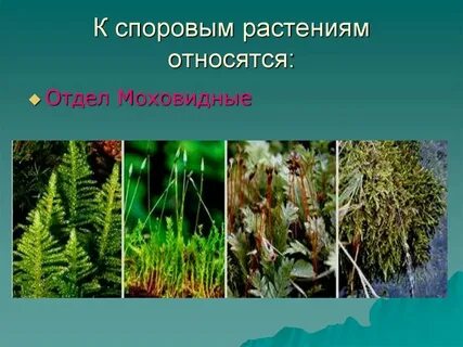 Споровые растения отдел моховидные 7 класс биология