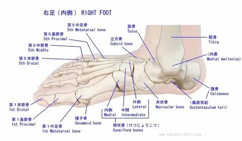 Как перевести foot
