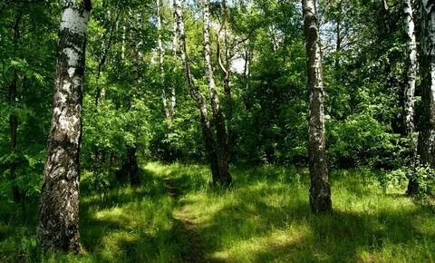 Березовая роща дубовая