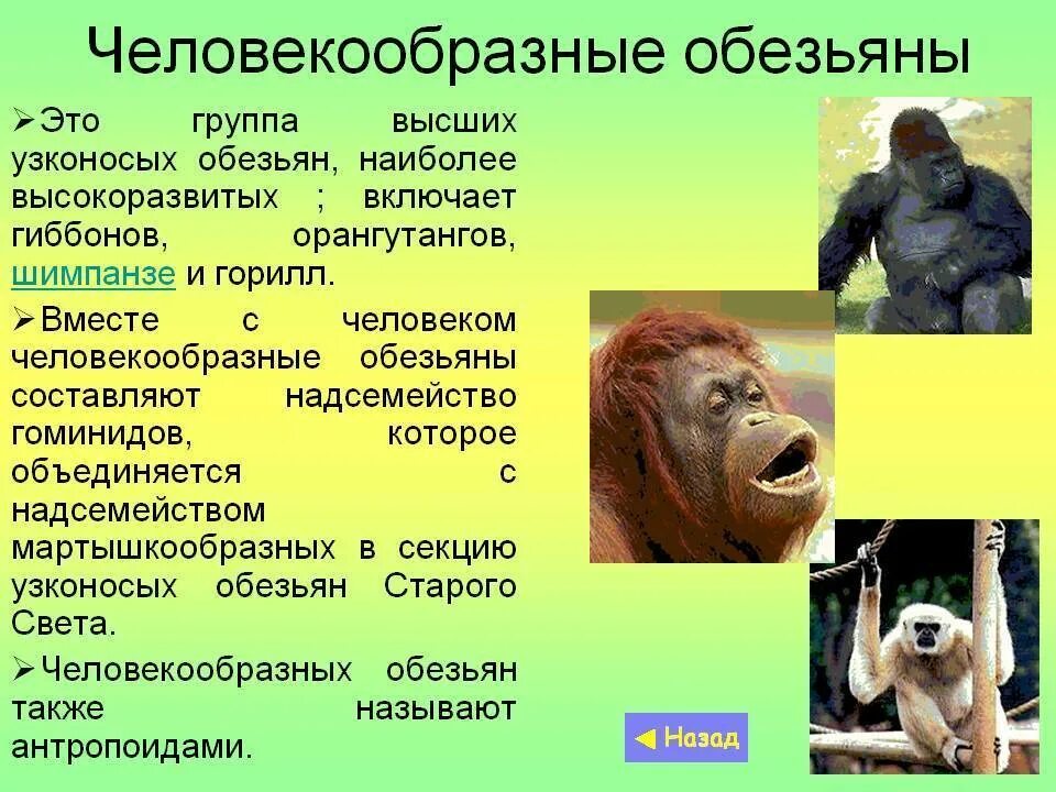 Общим для человека и человекообразных обезьян является. Надсемейство гоминоидов. отряд приматы гиббон дриопитеки. человекообразные обезьяны. классификация человекообразных обезьян.