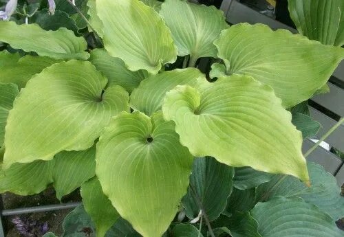 Хоста valley s. Хоста valley&#039;s kumo. хоста valley&#039;s lemon squash. хоста валеус кумо. hosta (хоста) &#039;valley&#039;s lemon limbo&#039;.