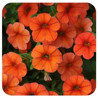Orange bells