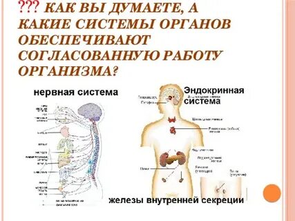 Какие органы обеспечивают