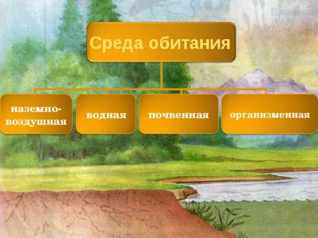 Недостатки наземно воздушной среды обитания. Среда обитания. Почвенная и организменная среда обитания. Наземно-воздушная среда обитания. Наземно воздушная почвенная.