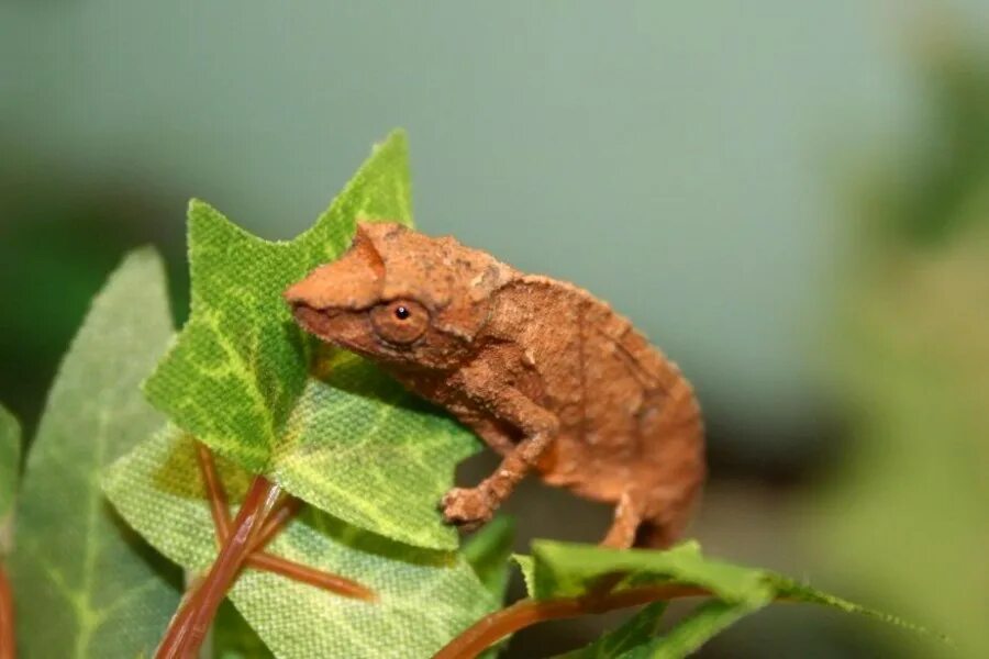 Discover animal. Хамелеон брукезия. Карликовый хамелеон брукезия. Микро хамелеон Brookesia Micra. Брукезия нано.