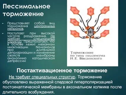 Торможение нервных