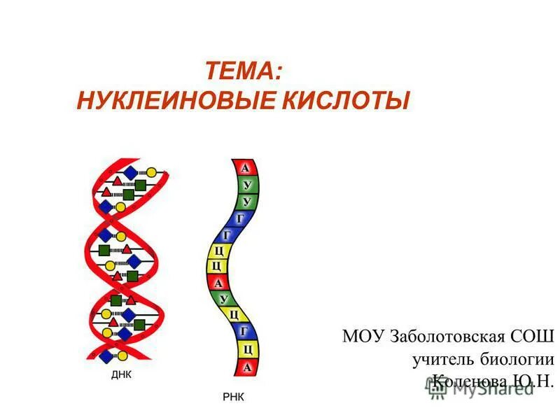 Задачи нуклеиновых кислот. Нуклеиновые кислоты схема. Принцип комплементарности ДНК И РНК.