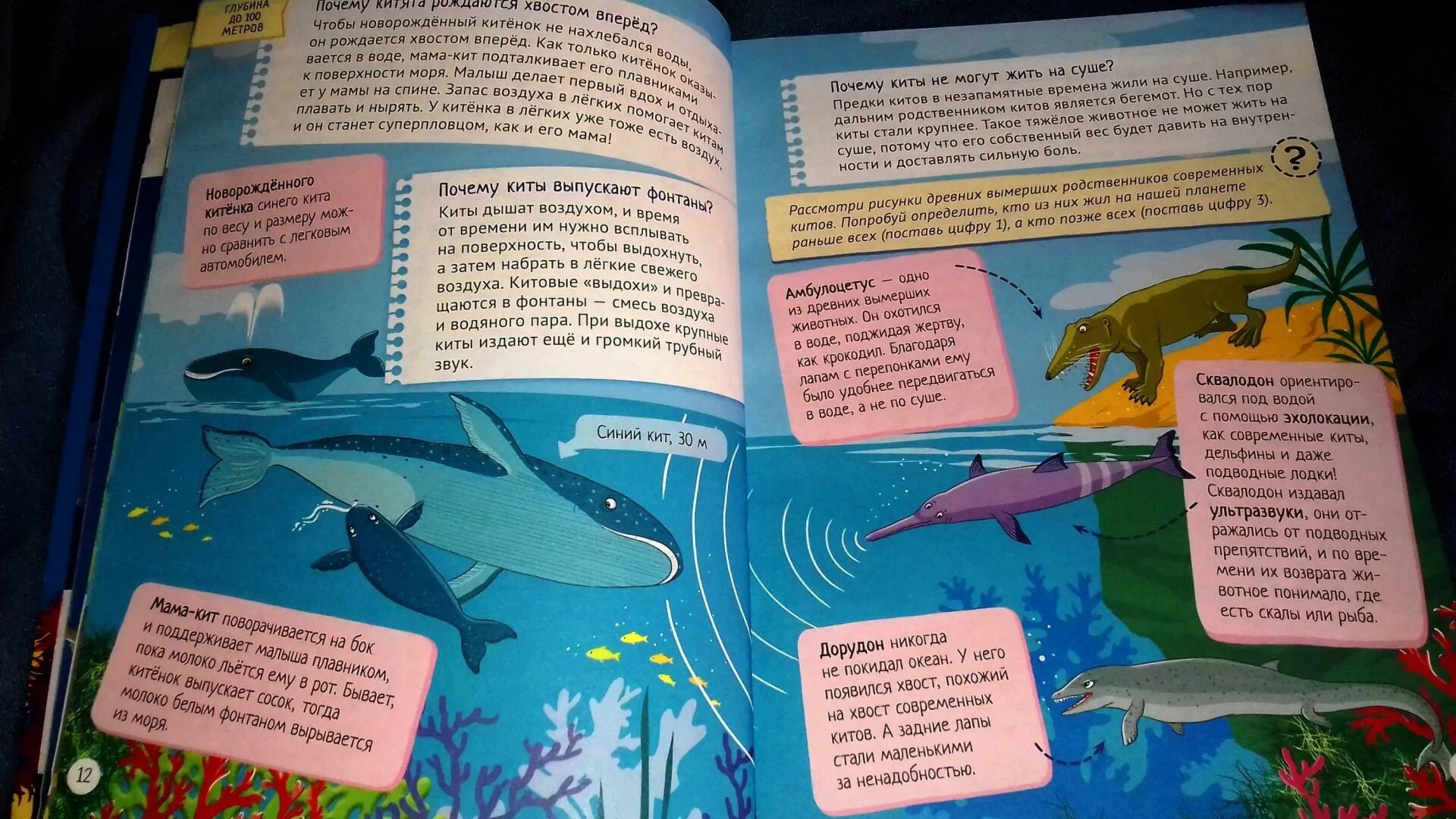 Почему кит зверь. Книги про китов для детей. Книжка киты. Почему кит не рыба. Книги про китов для детей Художественные.