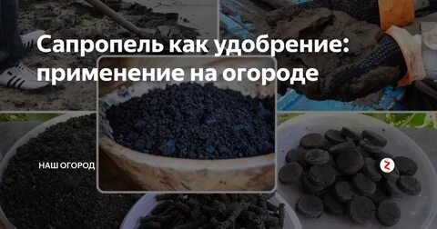 Сапропель удобрение применение для огорода