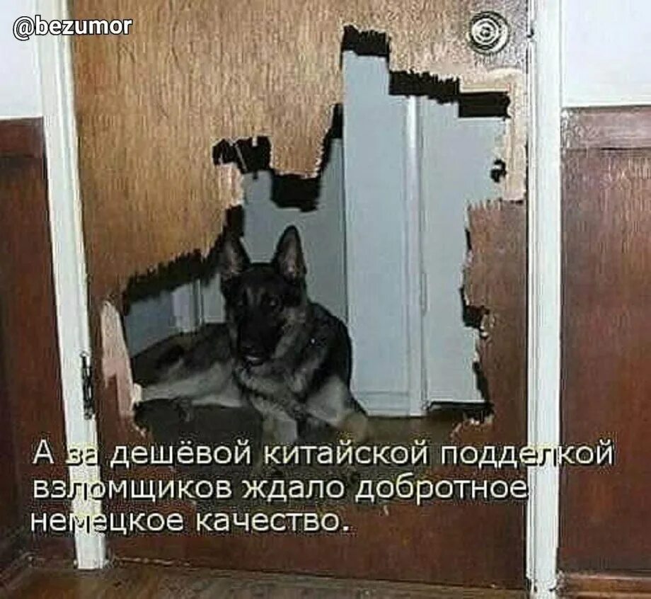 Включи привет соседи собачка