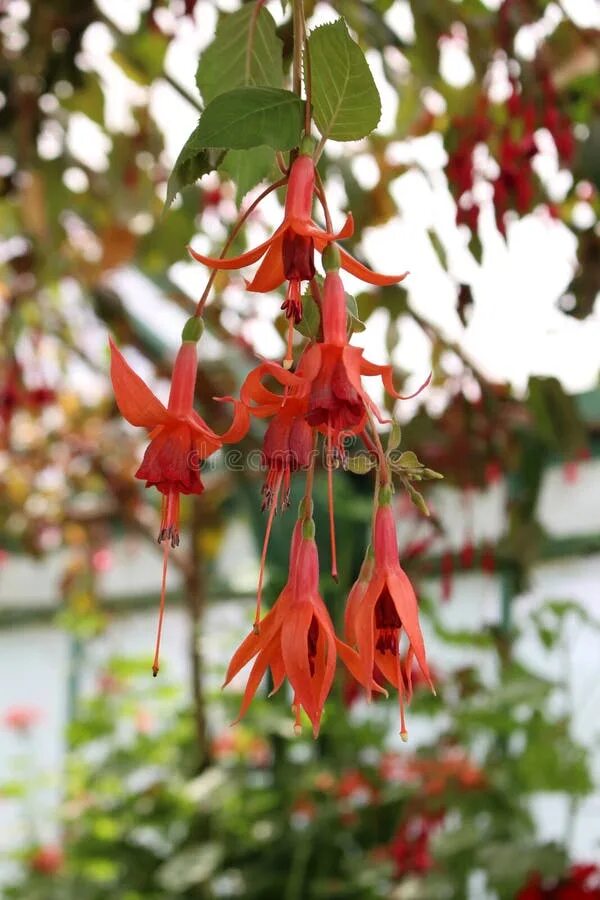 Фуксия гибри. Фуксия трифилла. Фуксия mantilla. Фуксия marbeller double salmon-orange. Фуксия marbeller double salmon-orange.