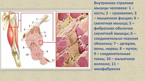 Строение мышц презентация 8 класс биология