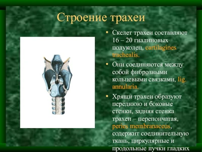 Какую функцию выполняют хрящевые полукольца трахеи. Какую функцию выполняют хрящевые полукольца трахеи