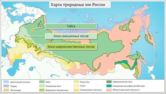 Смешанные леса местоположение. Зона смешанных и широколиственных лесов на карте России. Смешанные и широколиственные леса на карте России. Карта природных зон России широколиственные леса. Зона тайги смешанных и широколиственных лесов на карте.